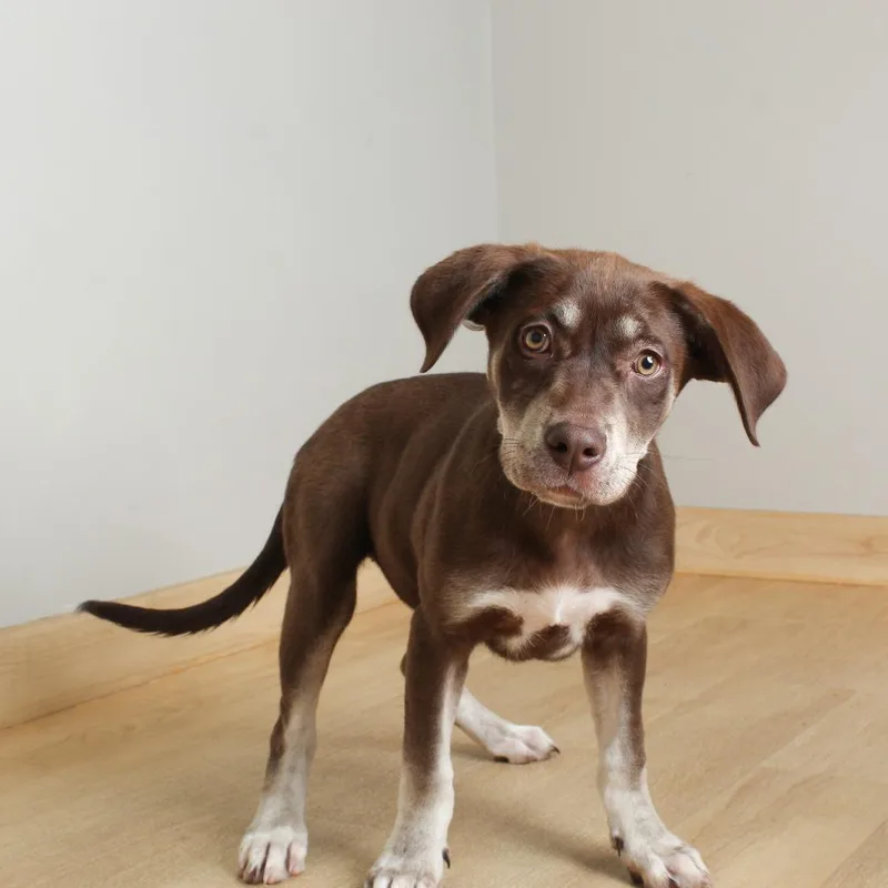 A baby small-sized female Brown / Chocolate Chocolate Labrador Retriever dog named Firefly D for adoption in Minnetonka, MN