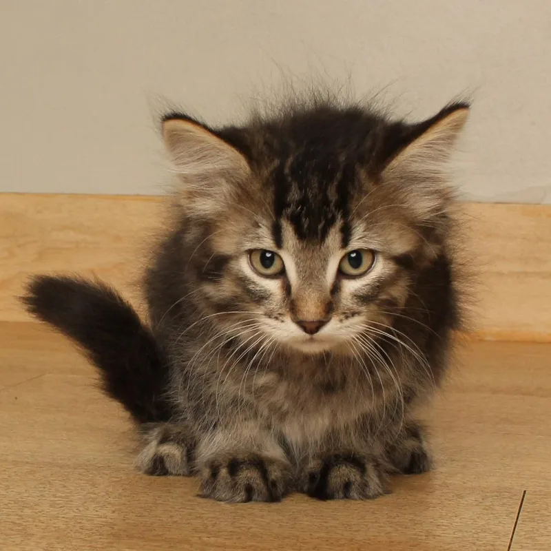 A baby small-sized female Domestic Medium Hair cat named Magnolia C for adoption in Minnetonka, MN
