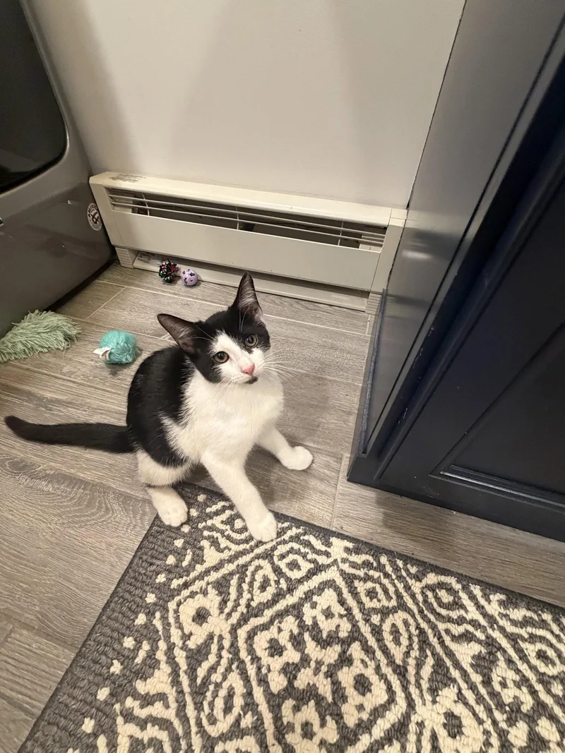 A baby medium-sized female Black & White / Tuxedo Domestic Short Hair cat named Tala for adoption in Stewartsville, NJ