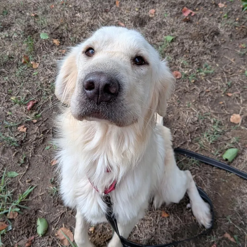 A young large-sized female White / Cream Golden Retriever dog named Misty for adoption in Tulsa, OK