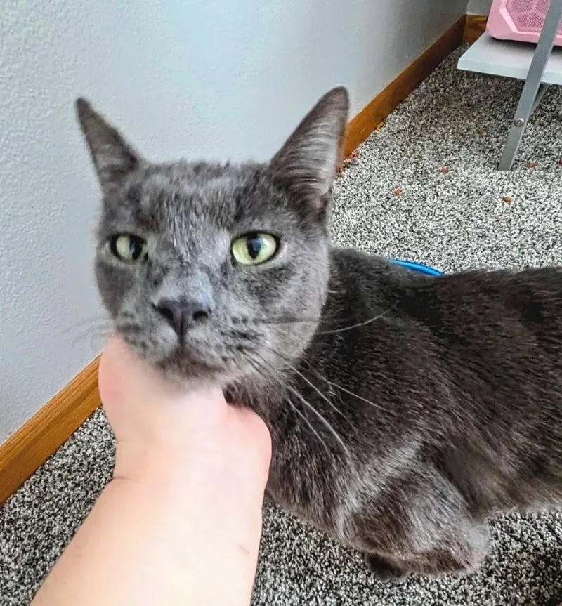 Big Boy And Bobo thumbnail 2