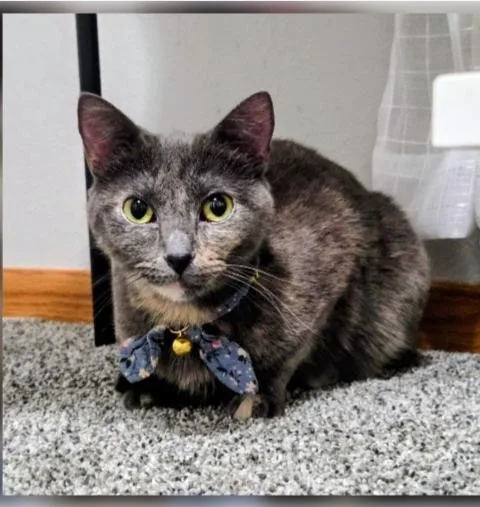 Big Boy And Bobo thumbnail 3