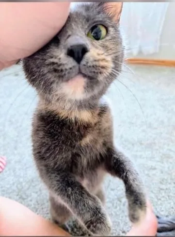 Big Boy And Bobo thumbnail 5