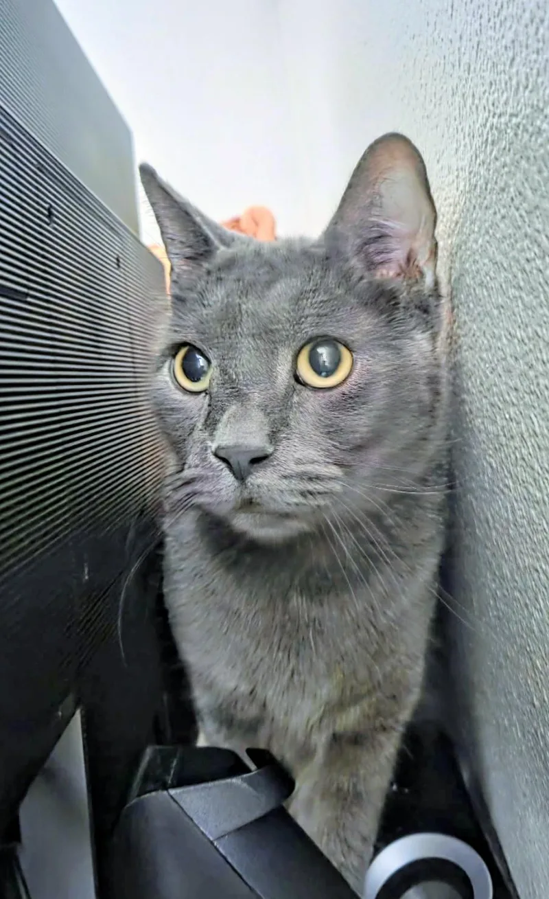 Big Boy And Bobo thumbnail 6