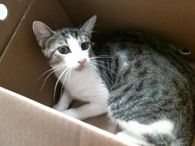 A young small-sized male Domestic Short Hair cat named Sonny for adoption in Houston, TX