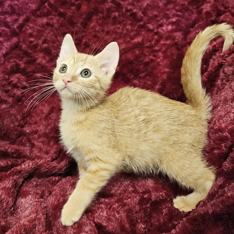 A baby medium-sized female Tabby (Orange / Red) Domestic Short Hair cat named Autumn for adoption in Searcy, AR