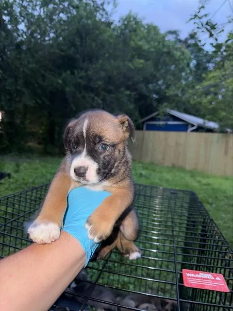 A baby small-sized female American Staffordshire Terrier dog named Steph for adoption in San Antonio, TX
