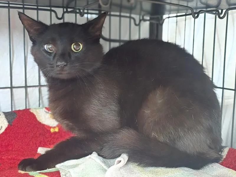 An adult large-sized male Black Domestic Short Hair cat named Bigfoot for adoption in Dickson, TN