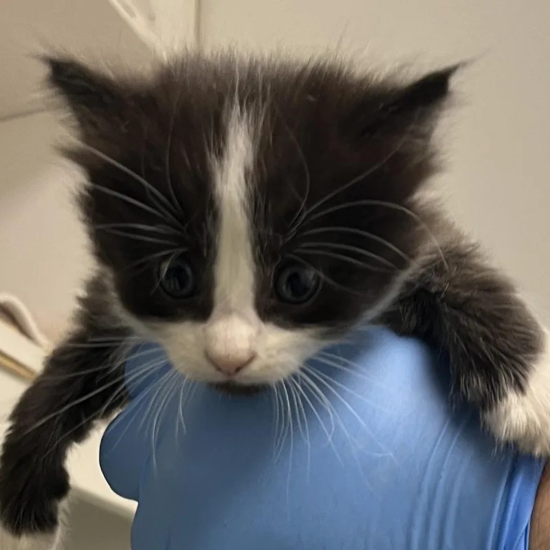 A baby small-sized female Black Domestic Short Hair cat named 71281 for adoption in Harrisonburg, VA