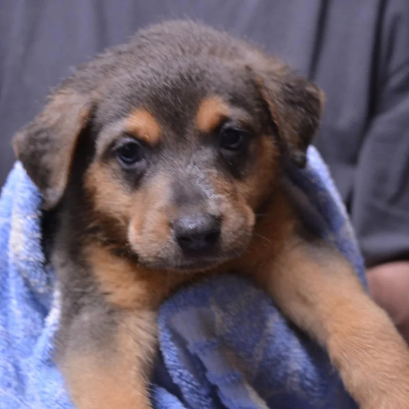 A baby large-sized male Gray / Blue / Silver Rottweiler dog named Atlas for adoption in Lima, OH