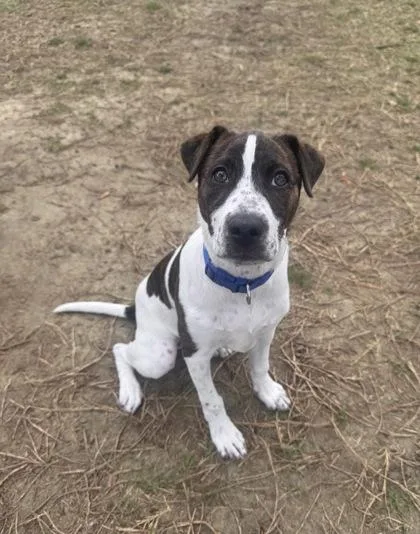 A young small-sized female American Staffordshire Terrier dog named B Bug for adoption in North Charleston, SC