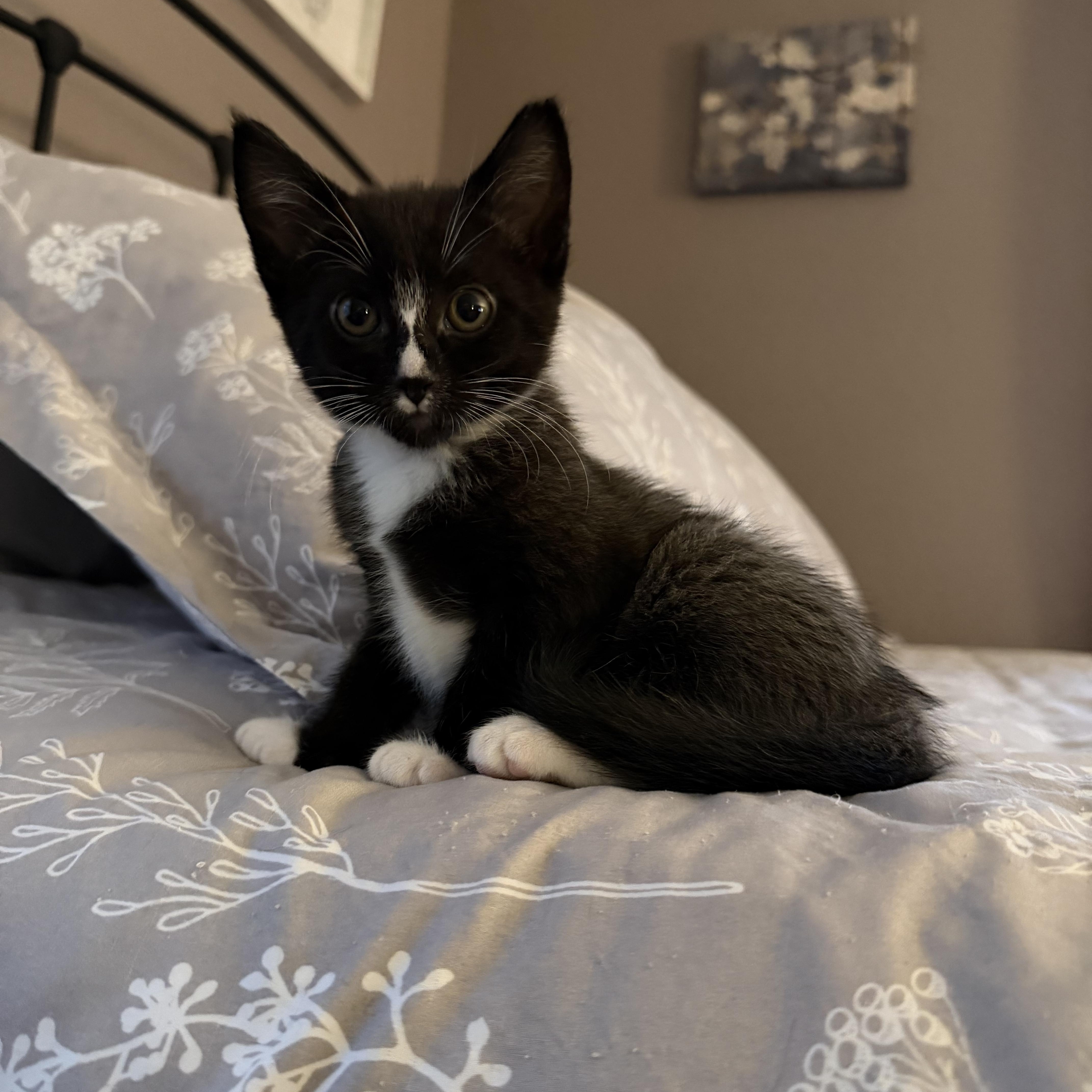 Monte Cristo thumbnail 2