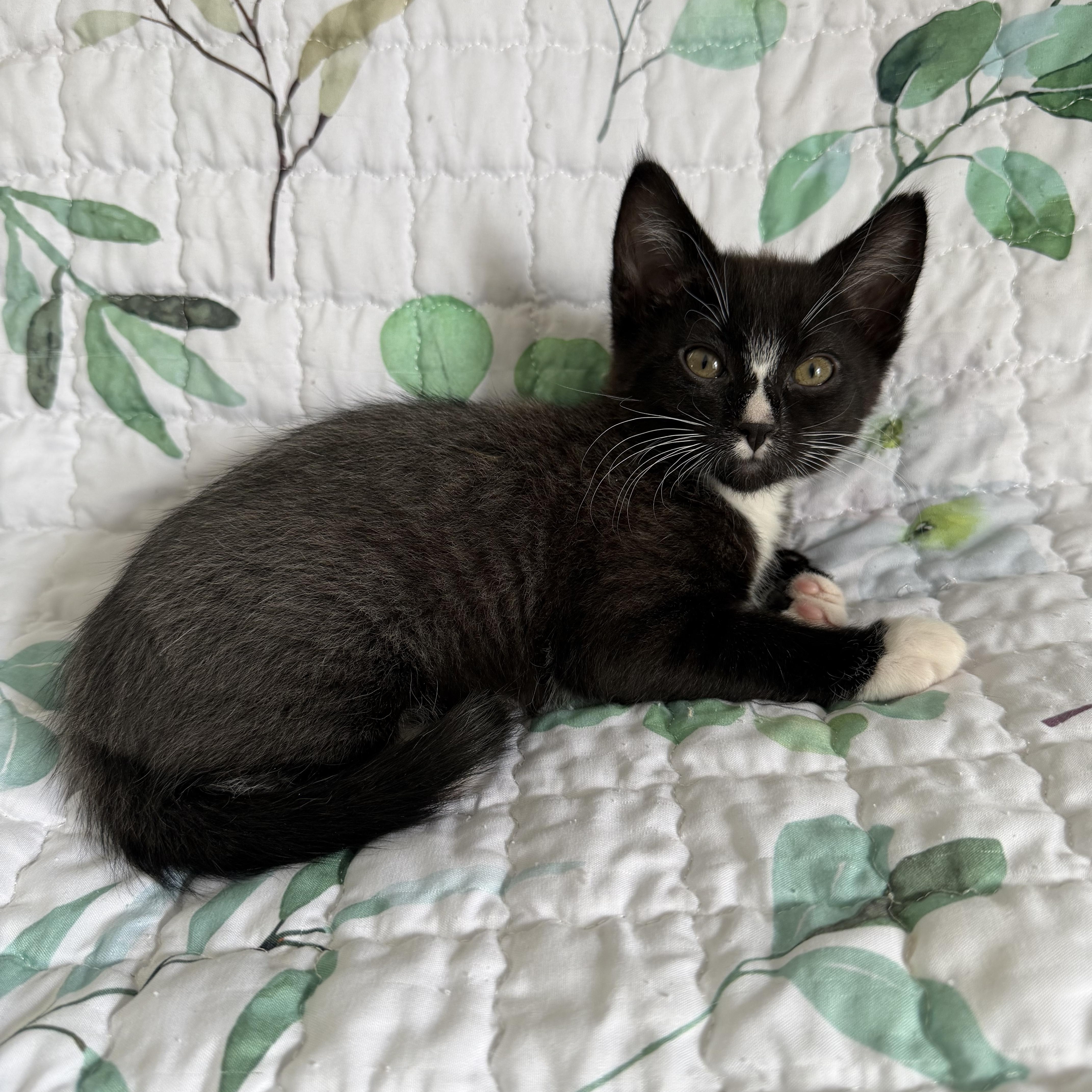 Monte Cristo thumbnail 3