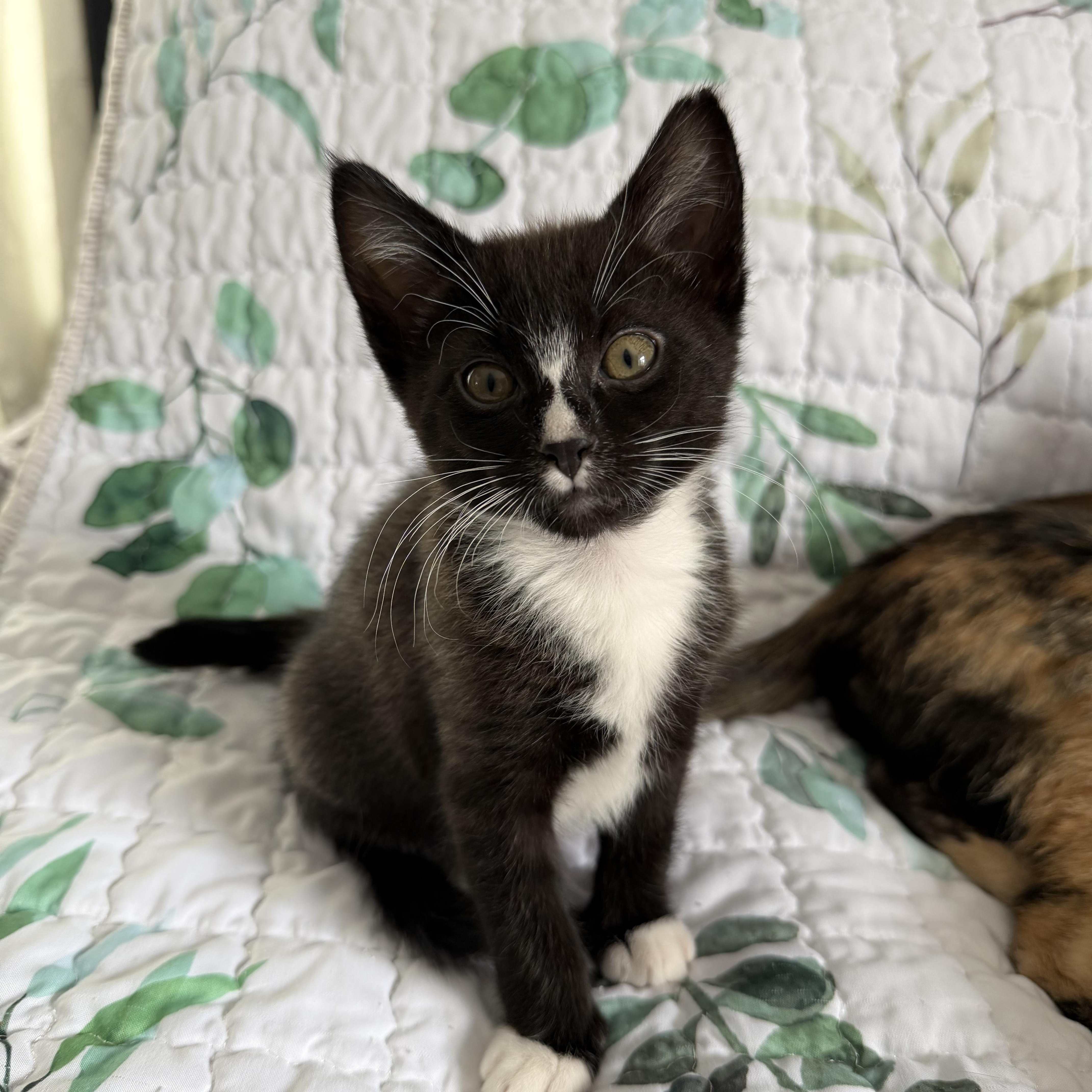 A baby small-sized male Domestic Short Hair cat named Monte Cristo for adoption in Lacona, NY