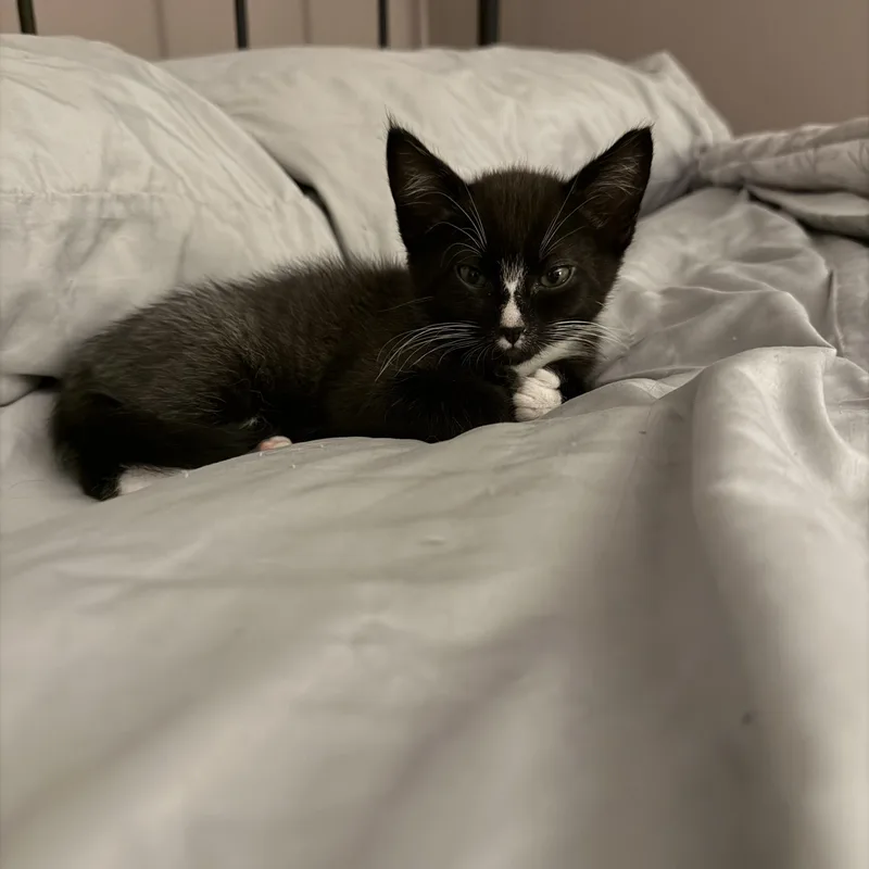 Monte Cristo thumbnail 5