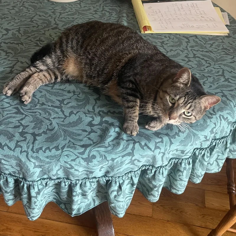 An adult large-sized female Tabby cat named Sassafras for adoption in Wilmington, OH