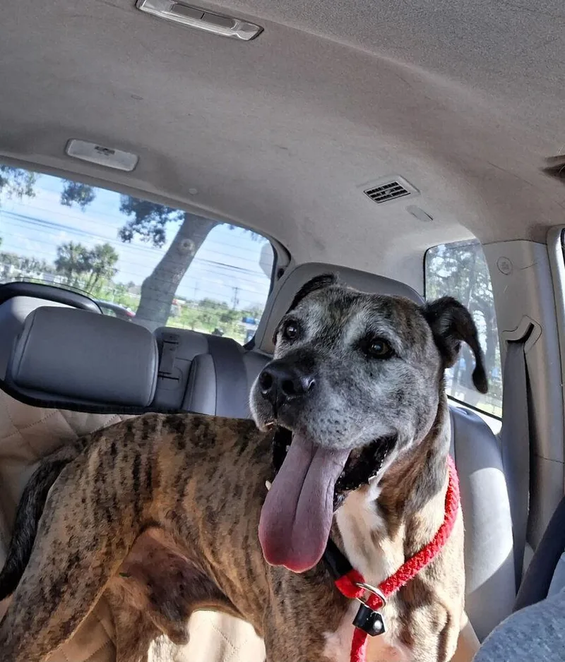 A senior medium-sized male Brindle Hound dog named Doc for adoption in Melbourne Beach, FL