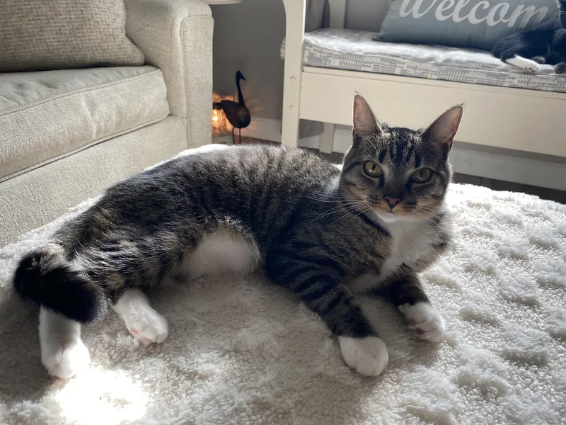 A young medium-sized female Tabby (Brown / Chocolate) Domestic Short Hair cat named Mittens for adoption in Johnson City, TN
