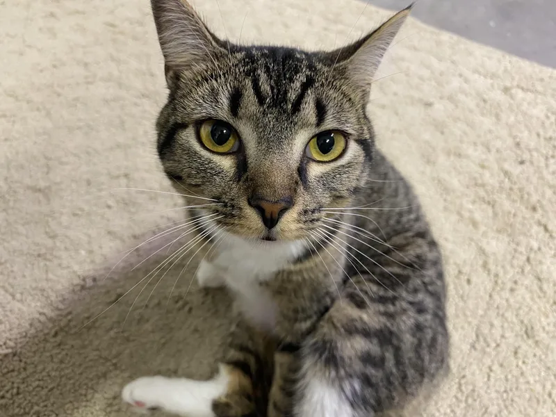 Mittens thumbnail 2