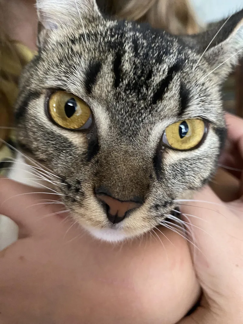Mittens thumbnail 3