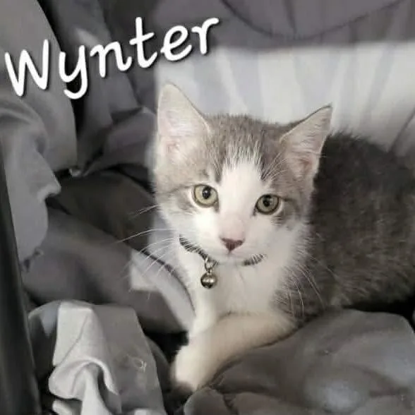 A baby small-sized male White Domestic Long Hair cat named Wynter for adoption in Chillicothe, IL