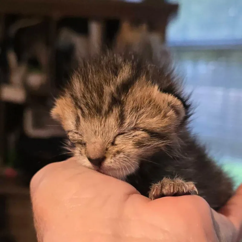 Tiggers