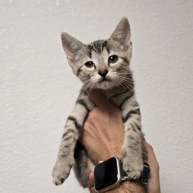 Tiggers thumbnail 2