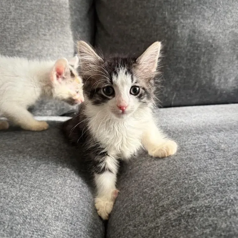 A baby large-sized female Gray & White Domestic Long Hair cat named Chunkamunk for adoption in LEETONIA, OH