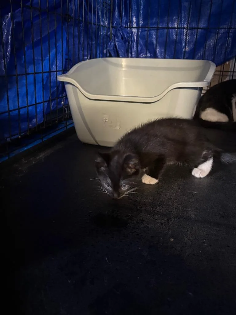 A baby small-sized female Domestic Short Hair cat named White Toes for adoption in Wauchula, FL