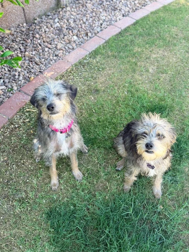 A young small-sized female Border Terrier dog named Jacks for adoption in Phoenix, AZ