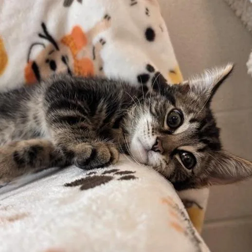 A baby small-sized male Domestic Medium Hair cat named Sir Ham for adoption in Phoenix, AZ