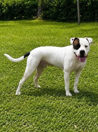 An adult medium-sized male Pit Bull Terrier dog named Murphy for adoption in Palm Coast, FL