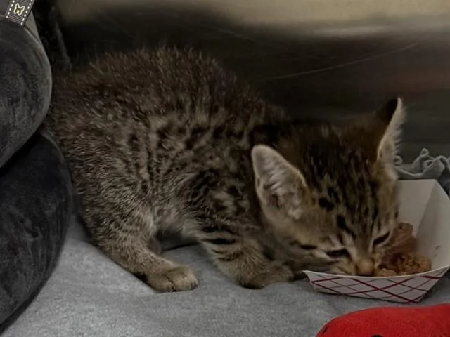 A baby small-sized female Domestic Short Hair cat named Cocoa for adoption in Fremont, CA