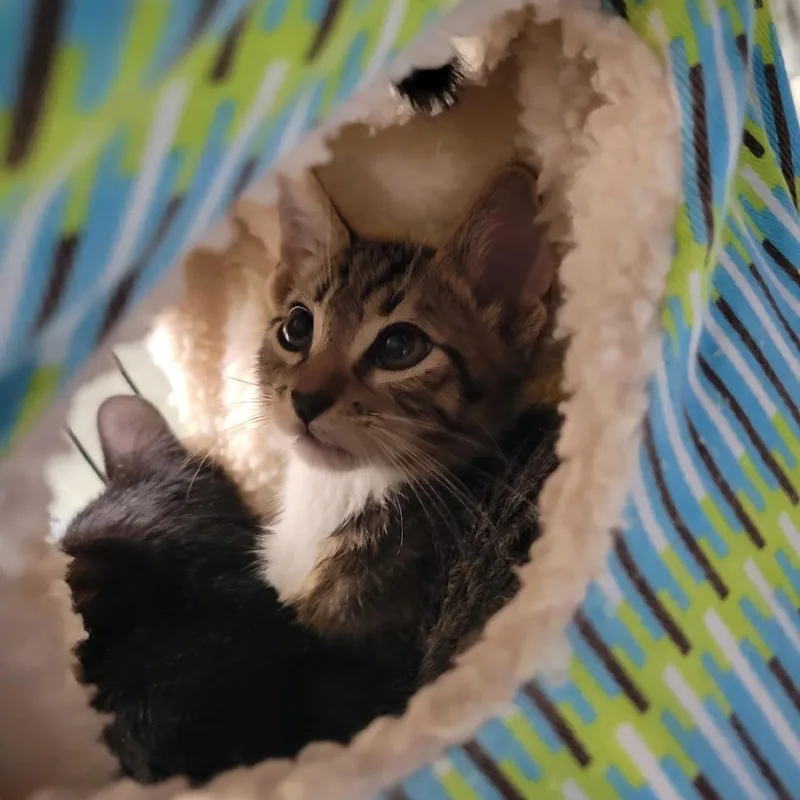 A baby small-sized male Brown / Chocolate Domestic Short Hair cat named Grandpa Joe for adoption in Westminster, CA