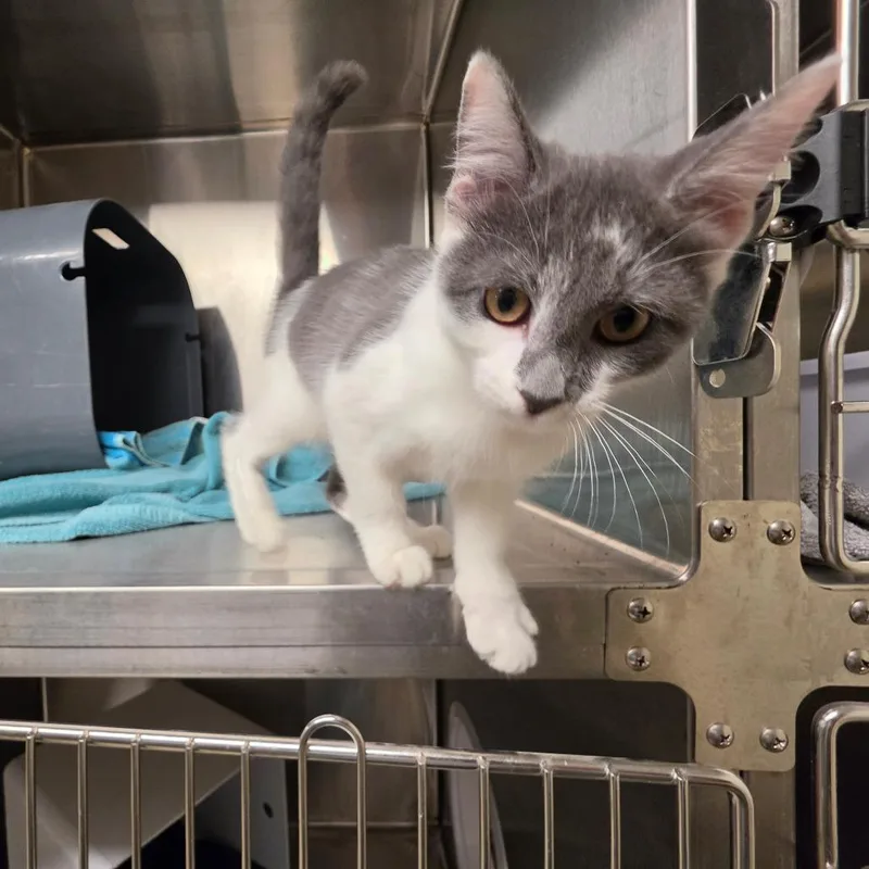 A baby small-sized female Domestic Short Hair cat named 25105 for adoption in Briarcliff Manor, NY