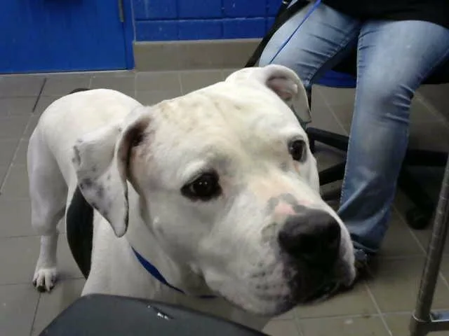 An adult large-sized male Pit Bull Terrier dog named Cupcake for adoption in Albuquerque, NM
