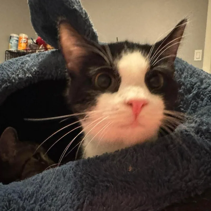 A young small-sized male Black Domestic Short Hair cat named King Rappy for adoption in Johnstown, PA