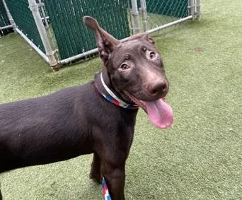 A baby medium-sized female Brown / Chocolate Mixed Breed dog named Henna for adoption in New York, NY