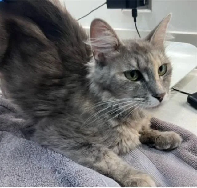 A young medium-sized female Domestic Long Hair cat named Ms Snuggles for adoption in Baytown, TX