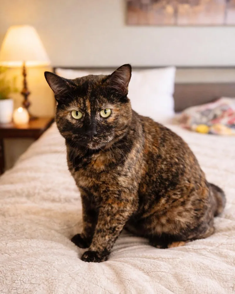 Ember Noir thumbnail 3