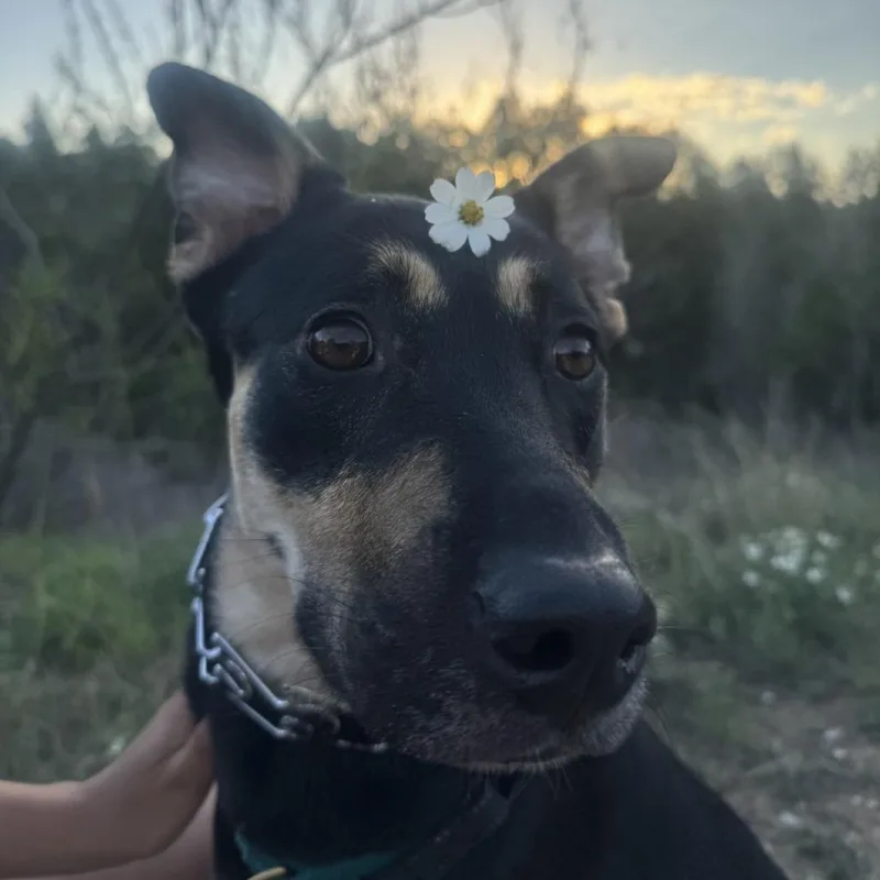 An adult medium-sized male Black German Shepherd Dog dog named Cannoli for adoption in Austin, TX