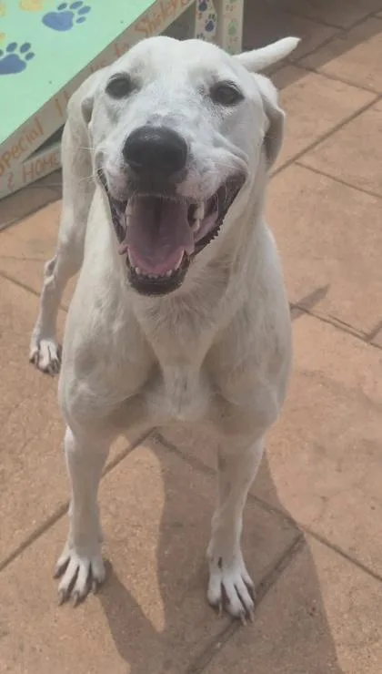 An adult large-sized male Mixed Breed dog named Domino for adoption in Shreveport, LA