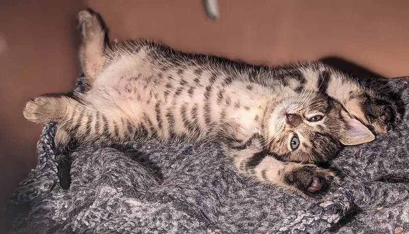 Olivia Anne thumbnail 2