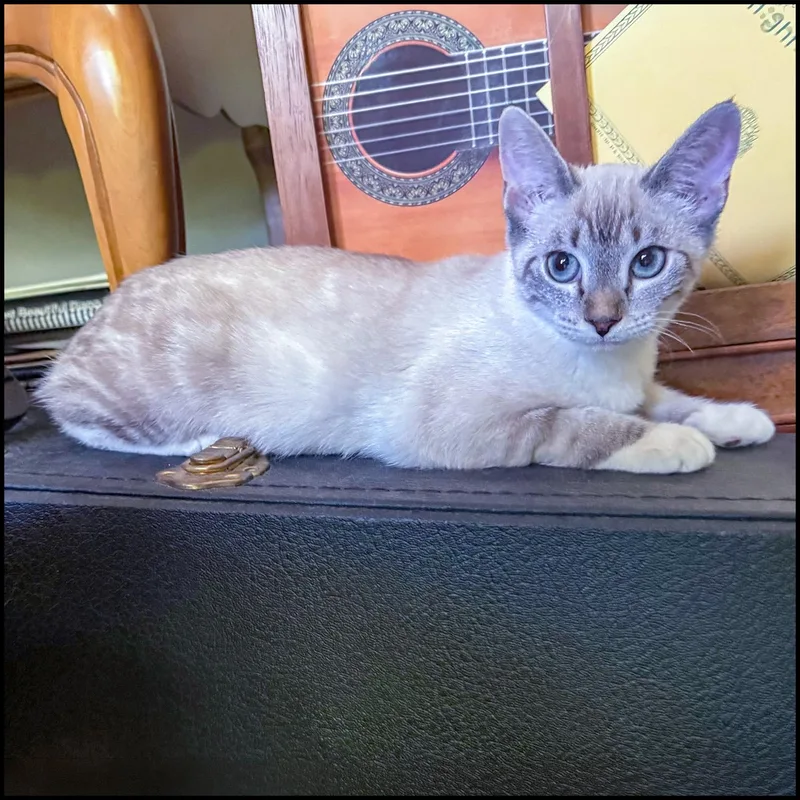 A young medium-sized female Blue Point Siamese cat named Elsa for adoption in Roswell, GA