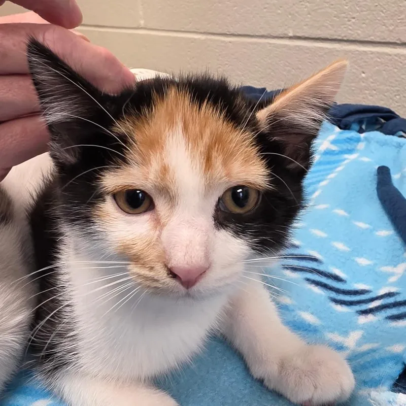 A baby small-sized female White Domestic Short Hair cat named Rosetta for adoption in Council Bluffs, IA