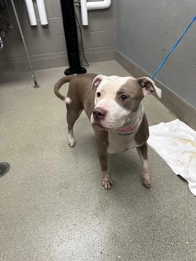 An adult large-sized female Pit Bull Terrier dog named Isabel for adoption in Las Vegas, NV