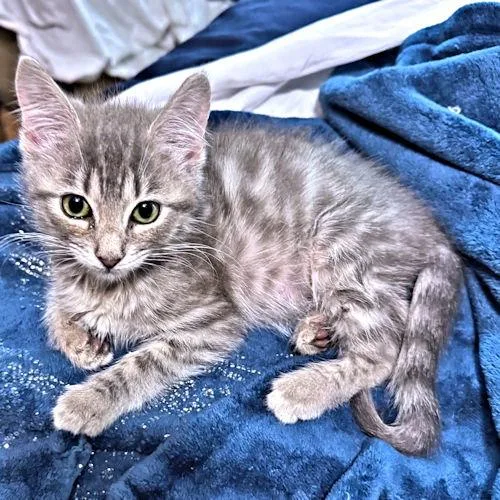 A baby medium-sized female Tabby cat named Sweetie for adoption in Rutherfordton, NC