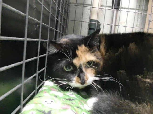 An adult large-sized female Domestic Short Hair cat named Macy for adoption in Tulsa, OK
