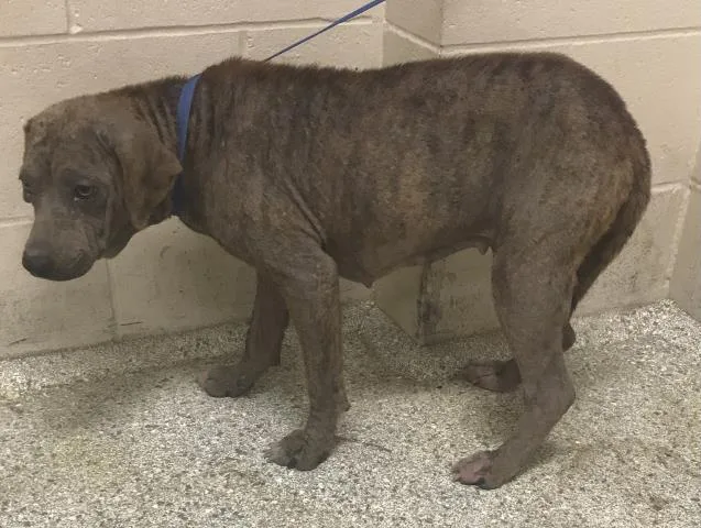 An adult medium-sized female Pit Bull Terrier dog named Turvy for adoption in Conroe, TX