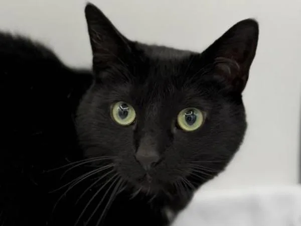 An adult medium-sized female Domestic Short Hair cat named Olive for adoption in Portland, OR